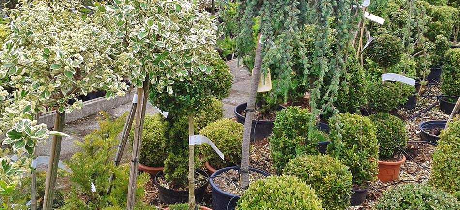 Nursery shrubs and young trees in containers, ready for planting
