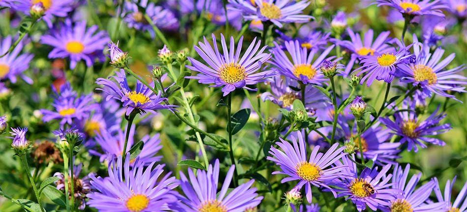Purple asters in bloom