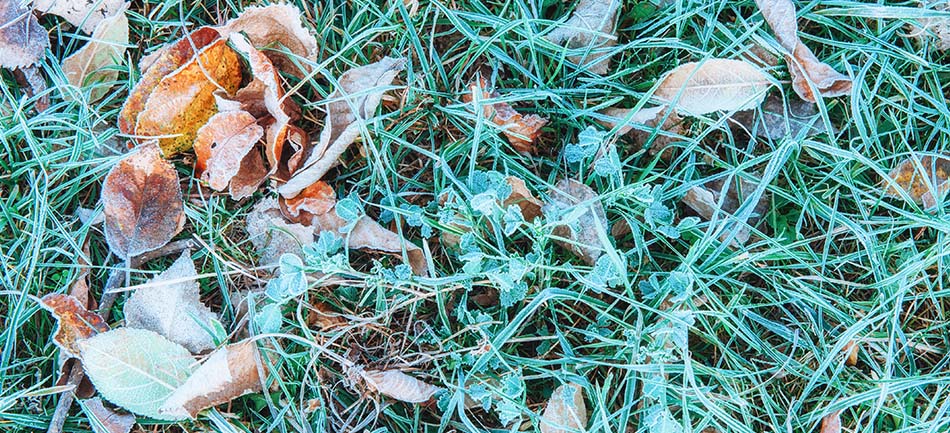 Frost on grass and fallen leaves