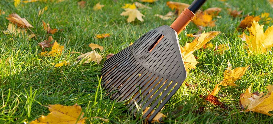 A rake gathering fallen yellow leaves on a lawn