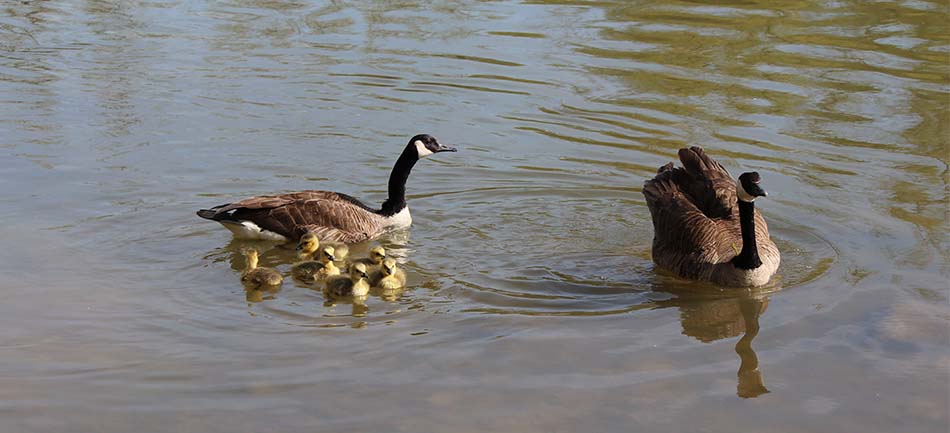 Canada geese and goslings swimming on a pond