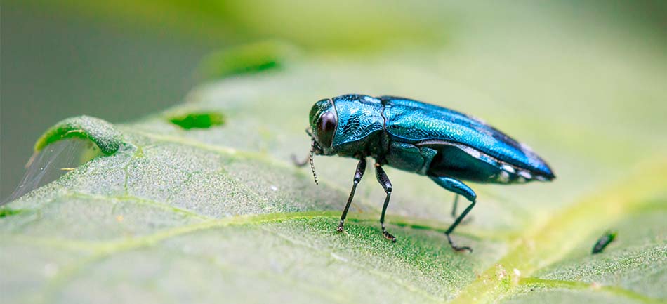 An emerald ash borer beetle on a leaf