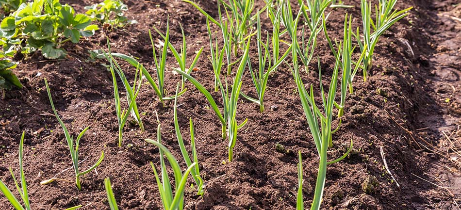 Young seedlings in rows of dark garden soil