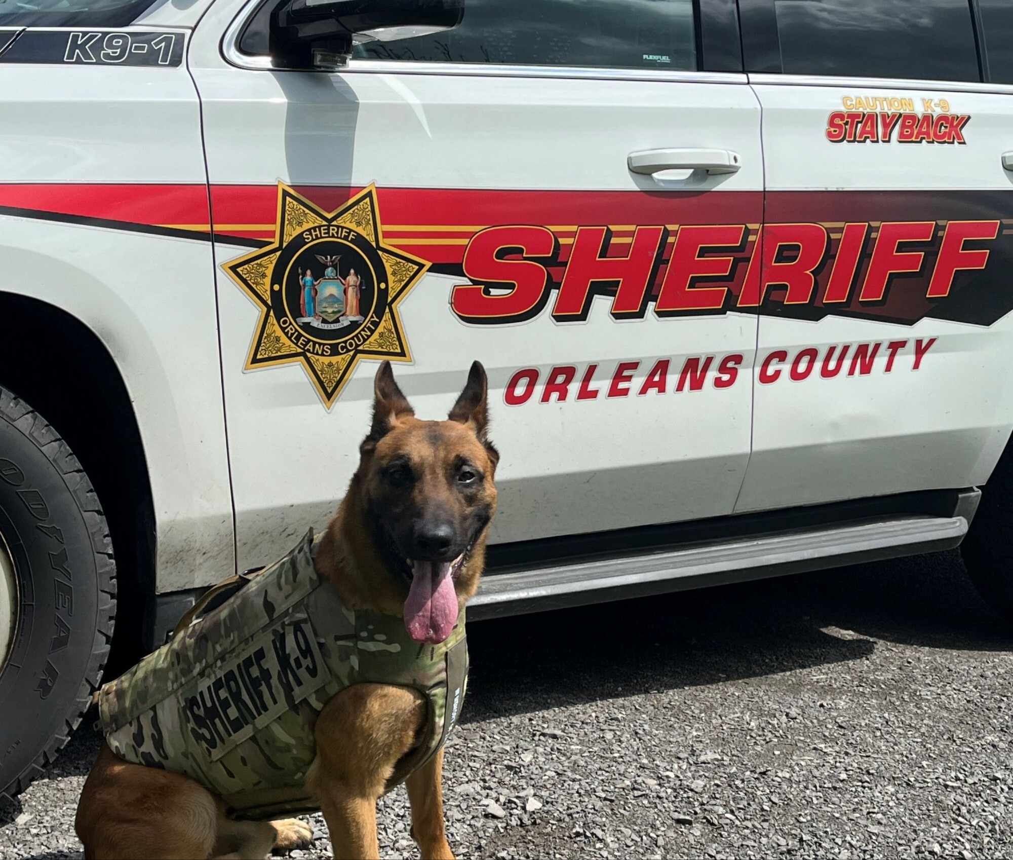 A brown police dog wearing a camouflage vest labeled 'SHERIFF K-9' sitting in front of a white Orleans County Sheriff's vehicle with a star badge logo and the words 'SHERIFF ORLEANS COUNTY' and 'CAUTION K-9 STAY BACK' on the door.