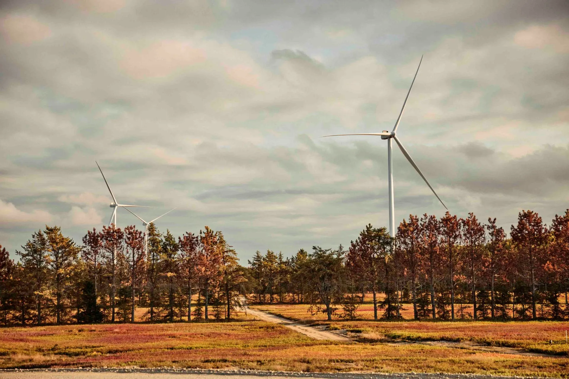 Wind turbines standing behind a line of autumn-colored trees with a dirt path running through a field under a cloudy sky.