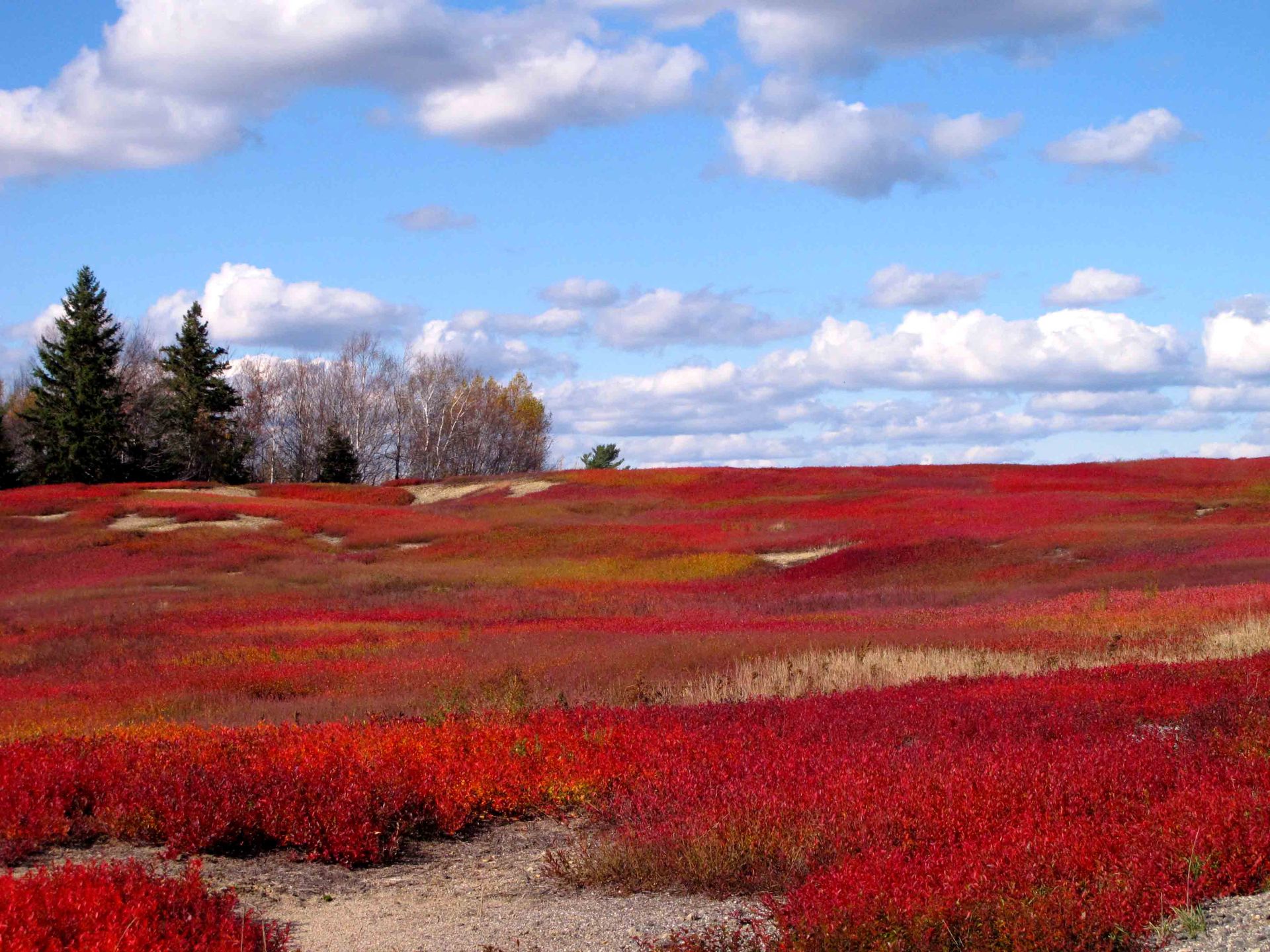 Expansive field of vibrant red plants under a partly cloudy blue sky with trees on the horizon.