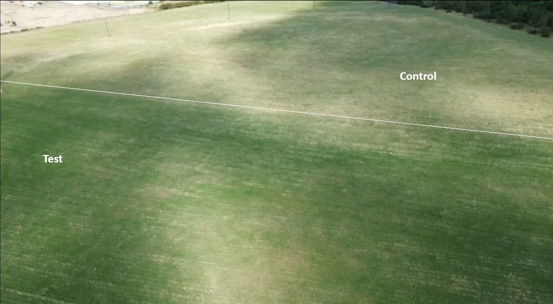 The SoilPoint-treated plot (Test) beside the untreated control on the same slope