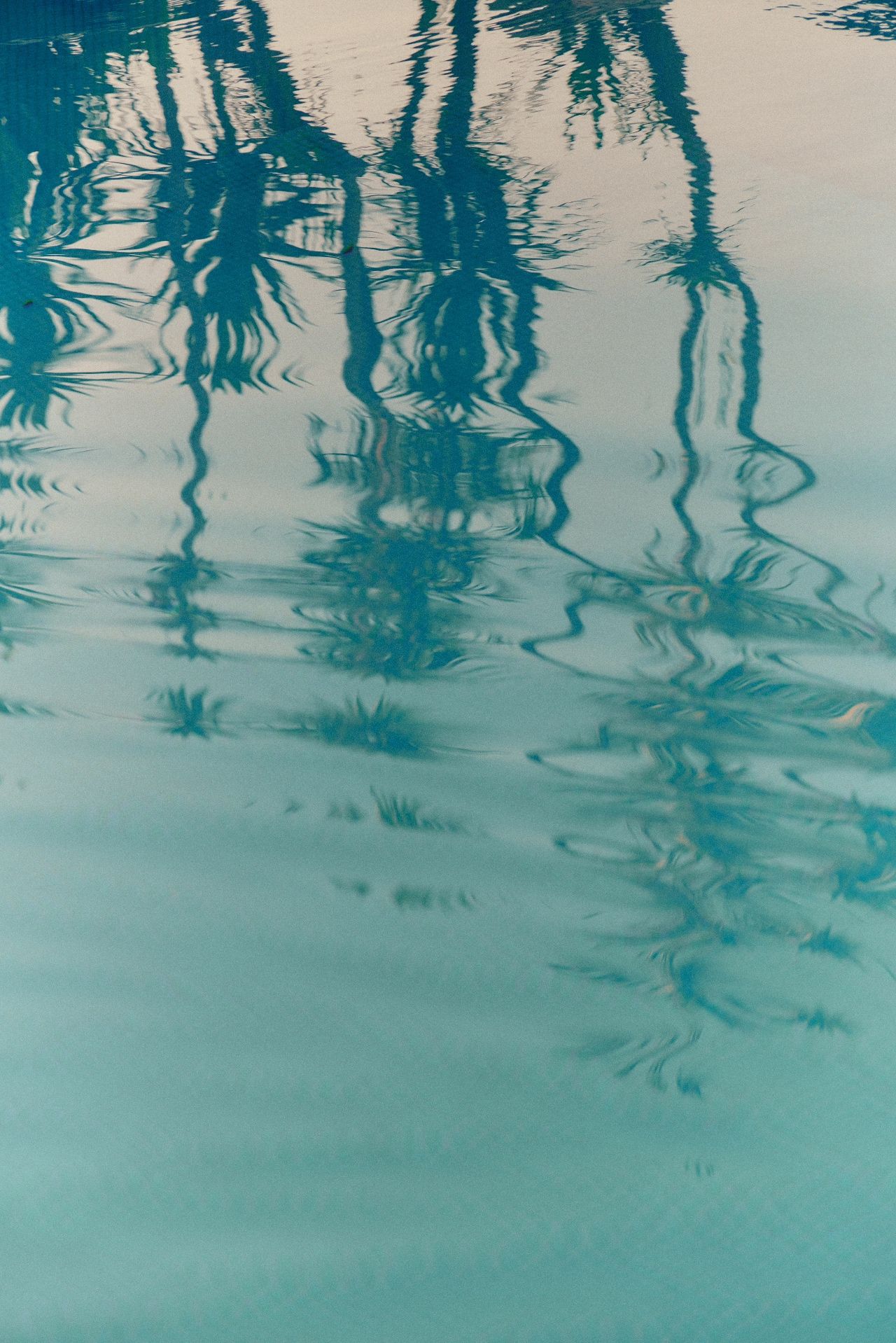 Palm trees reflected in a swimming pool