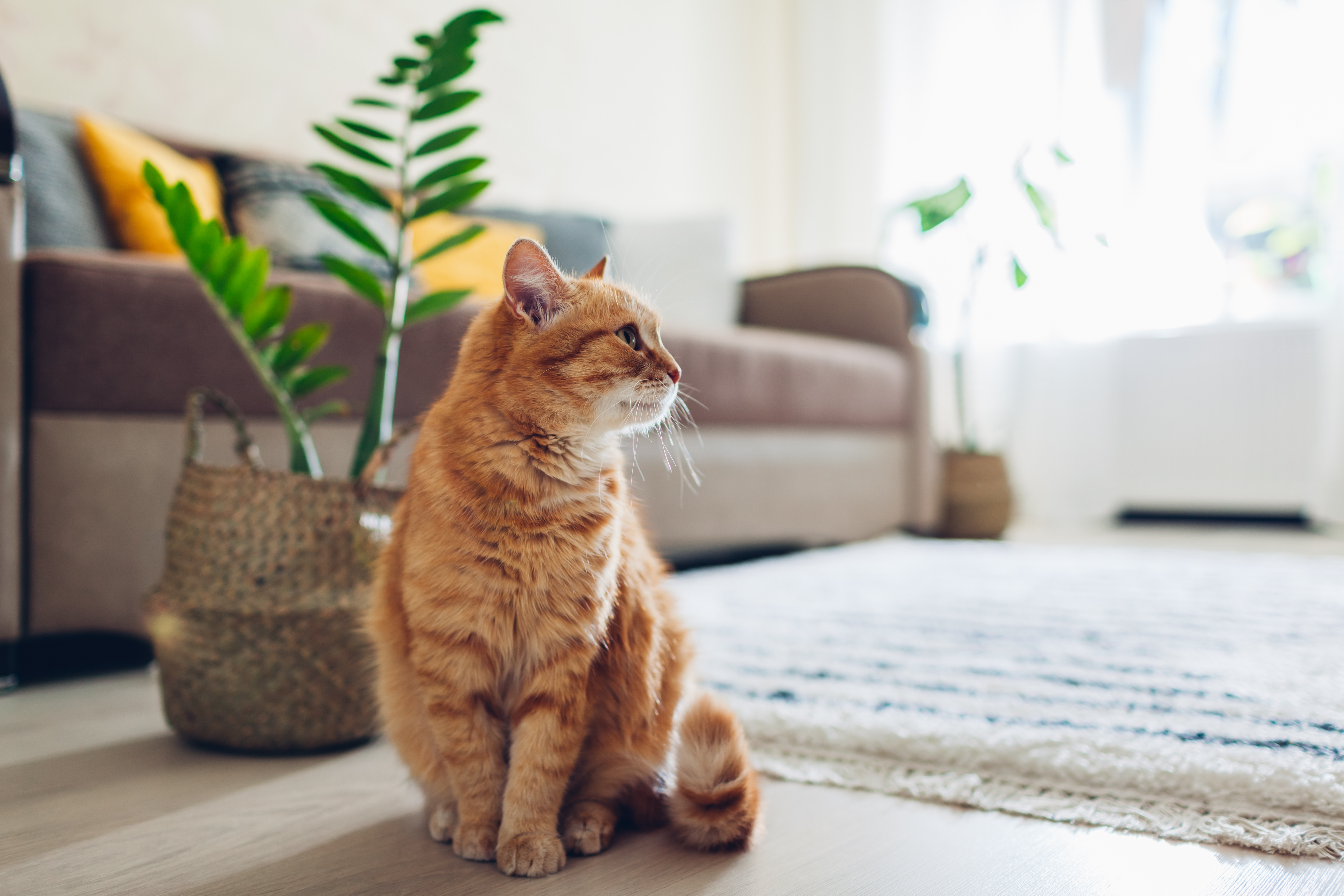 Cat sitting stock image