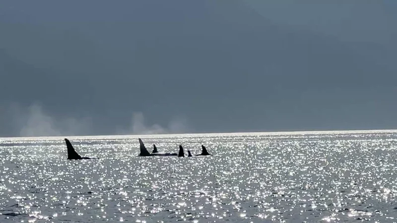 Several whales surfacing in sunlit water beneath a wooded mountainside.