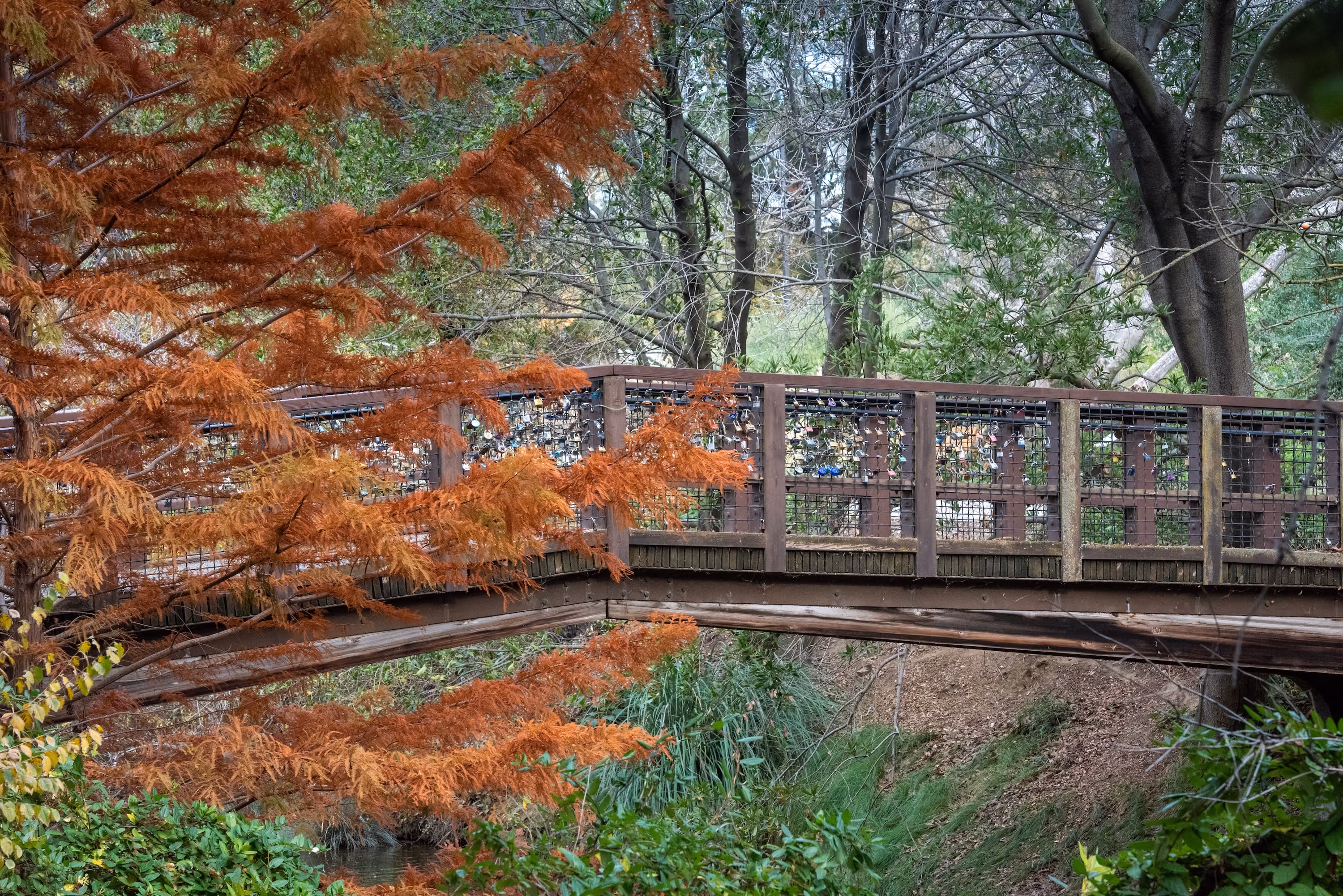 Bridge at UC Davis, CA