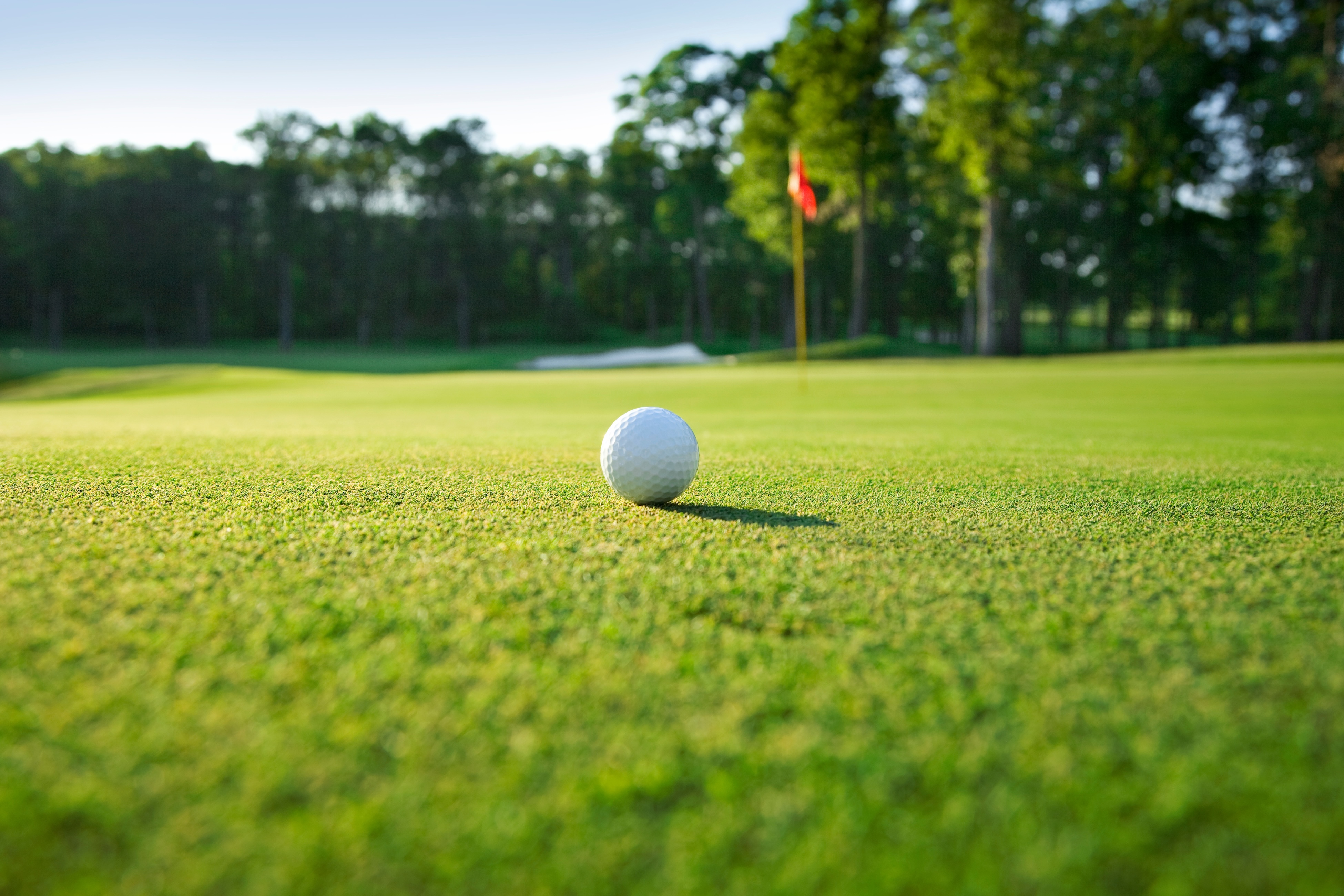 golf ball on grass stock image