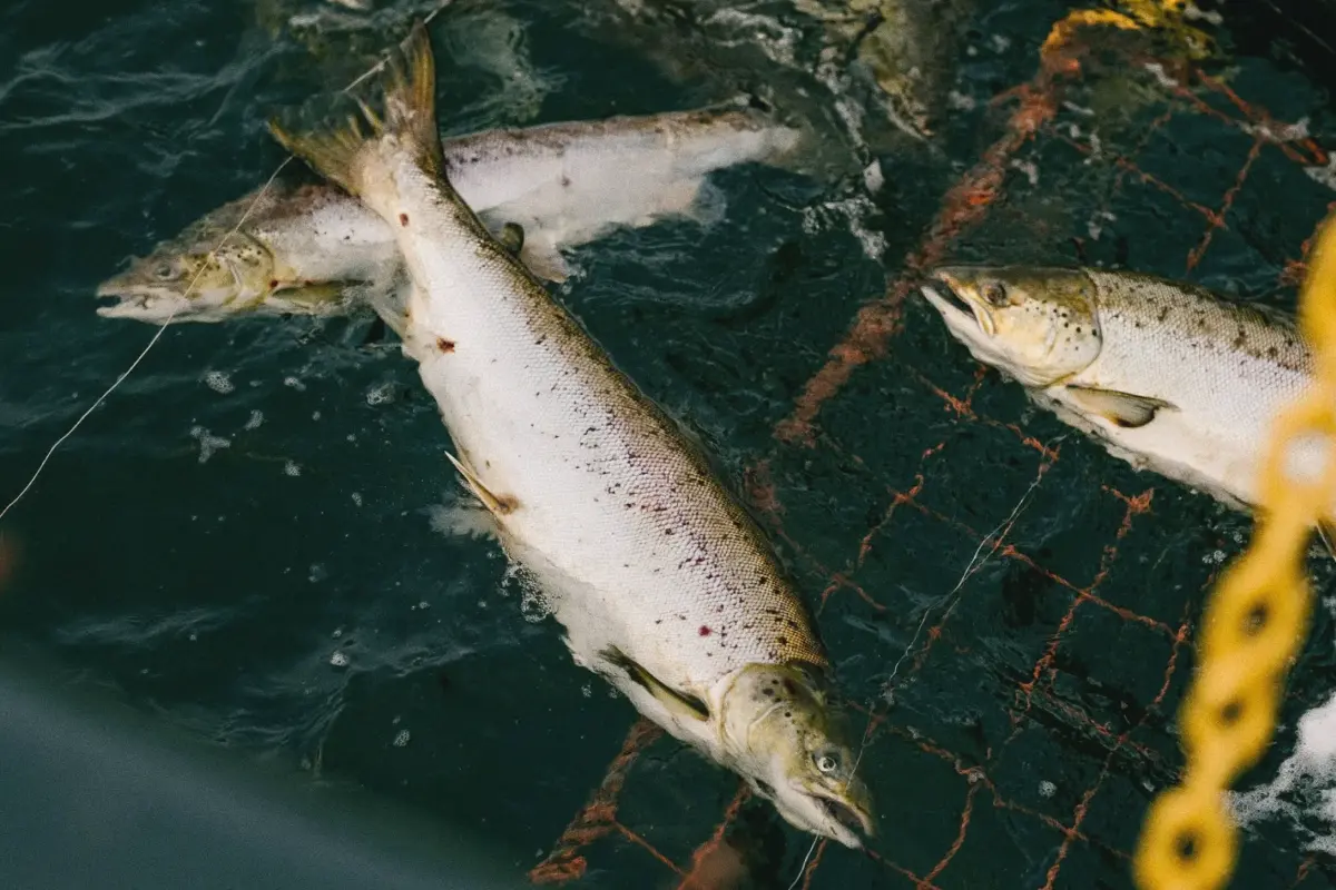 Several large fish swimming in dark water partially enclosed by a red net structure, with a blurry yellow chain visible on the right side.