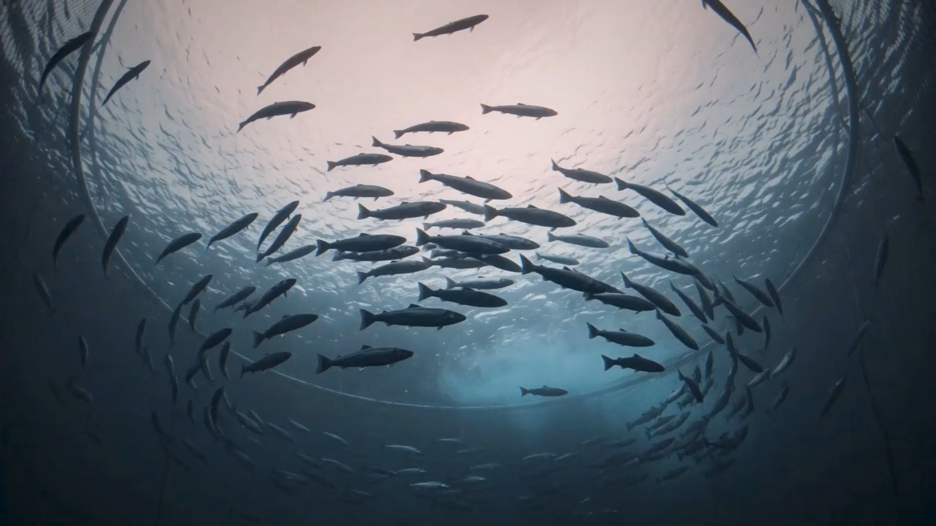 Underwater view of a school of fish swimming in a circular formation with light filtering through the water surface above.