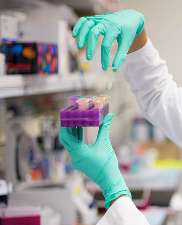 Scientist in a lab coat and green gloves holding a purple tube rack with test tubes, and transferring liquid with a pipette in a laboratory setting.