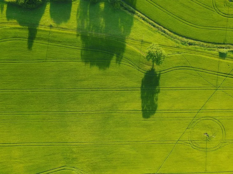 Aerial view of a green field and tree