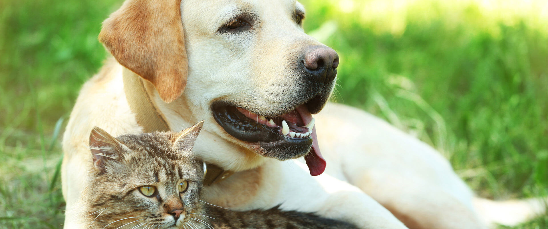 A golden retriever and a tabby cat cuddled together in the grass