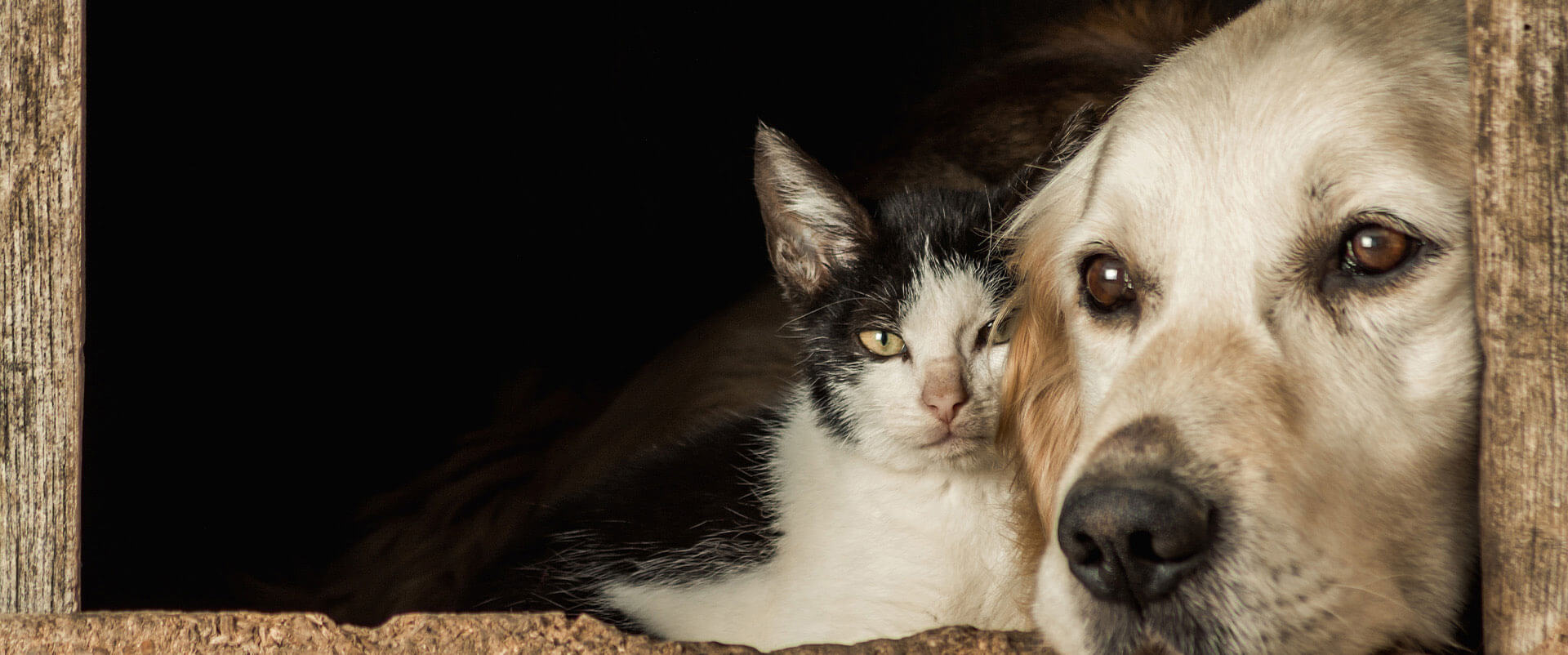 A golden retriever and a tabby cat cuddled together in the grass