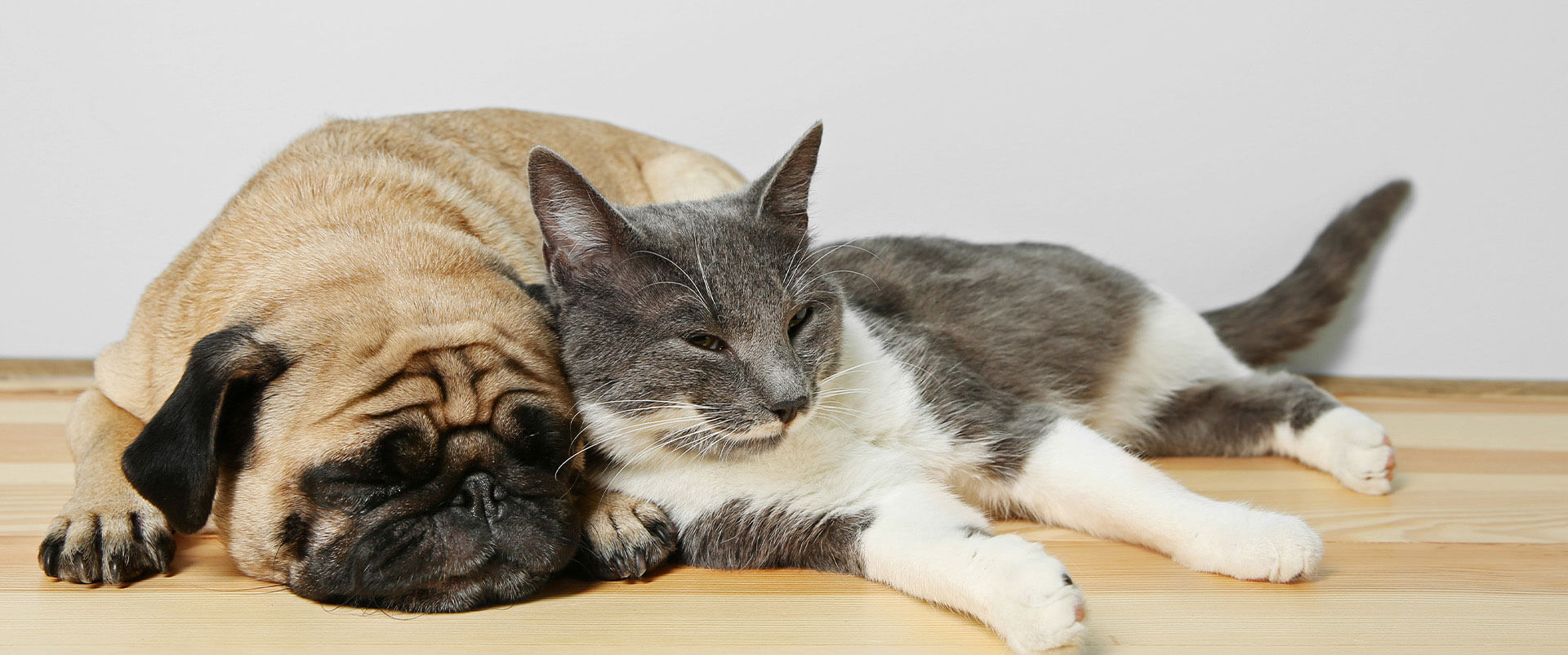 A golden retriever and a tabby cat cuddled together in the grass