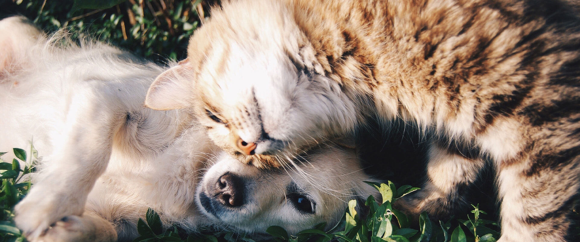 A golden retriever and a tabby cat cuddled together in the grass