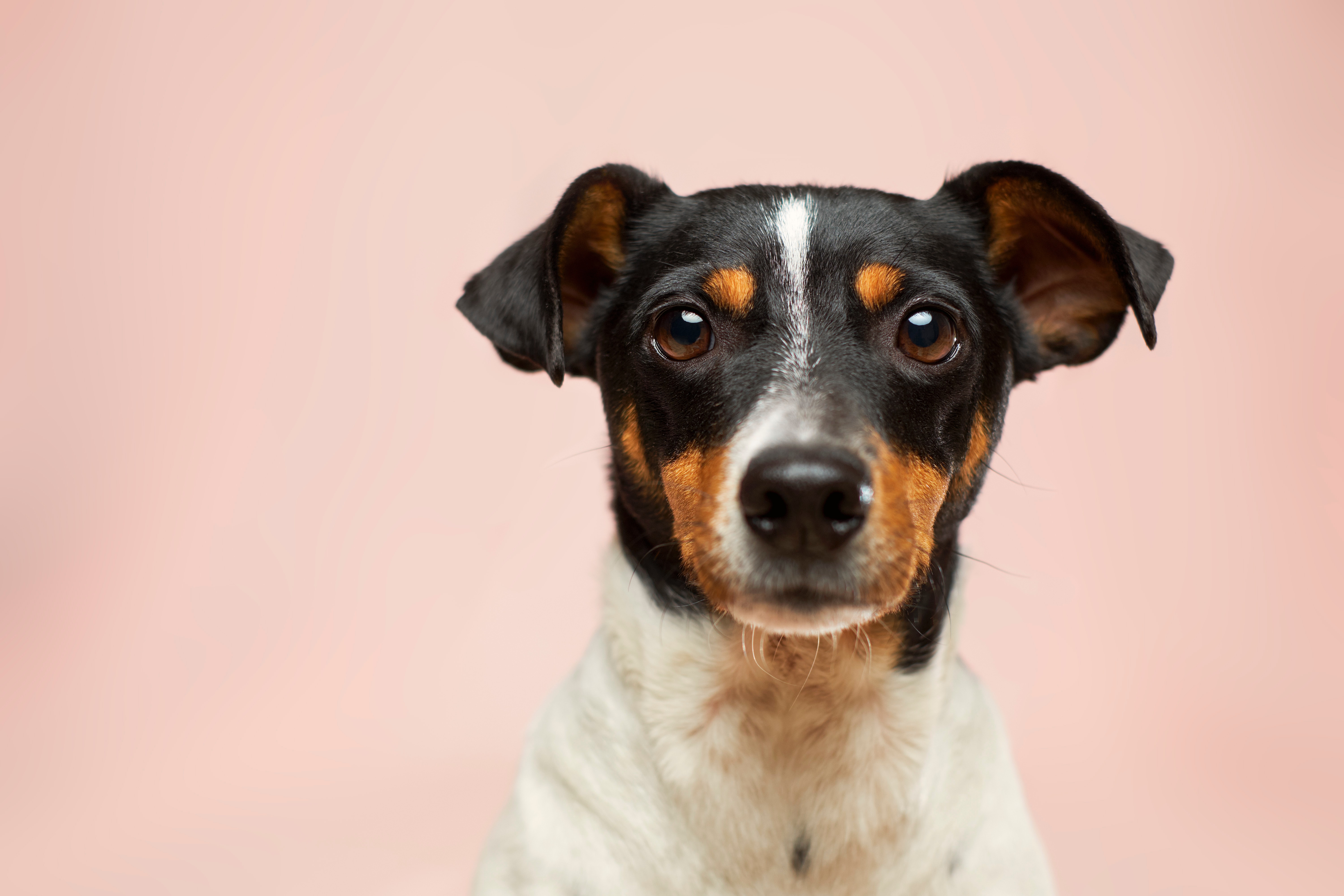 Dog patient at Paradise Animal Hospital in Madison, AL