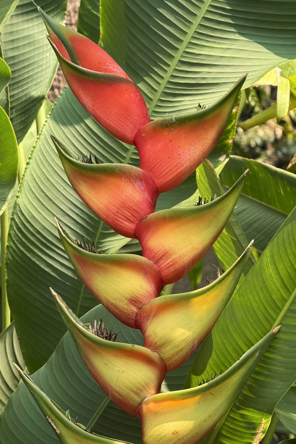 Close up photo of a Heliconia flower.