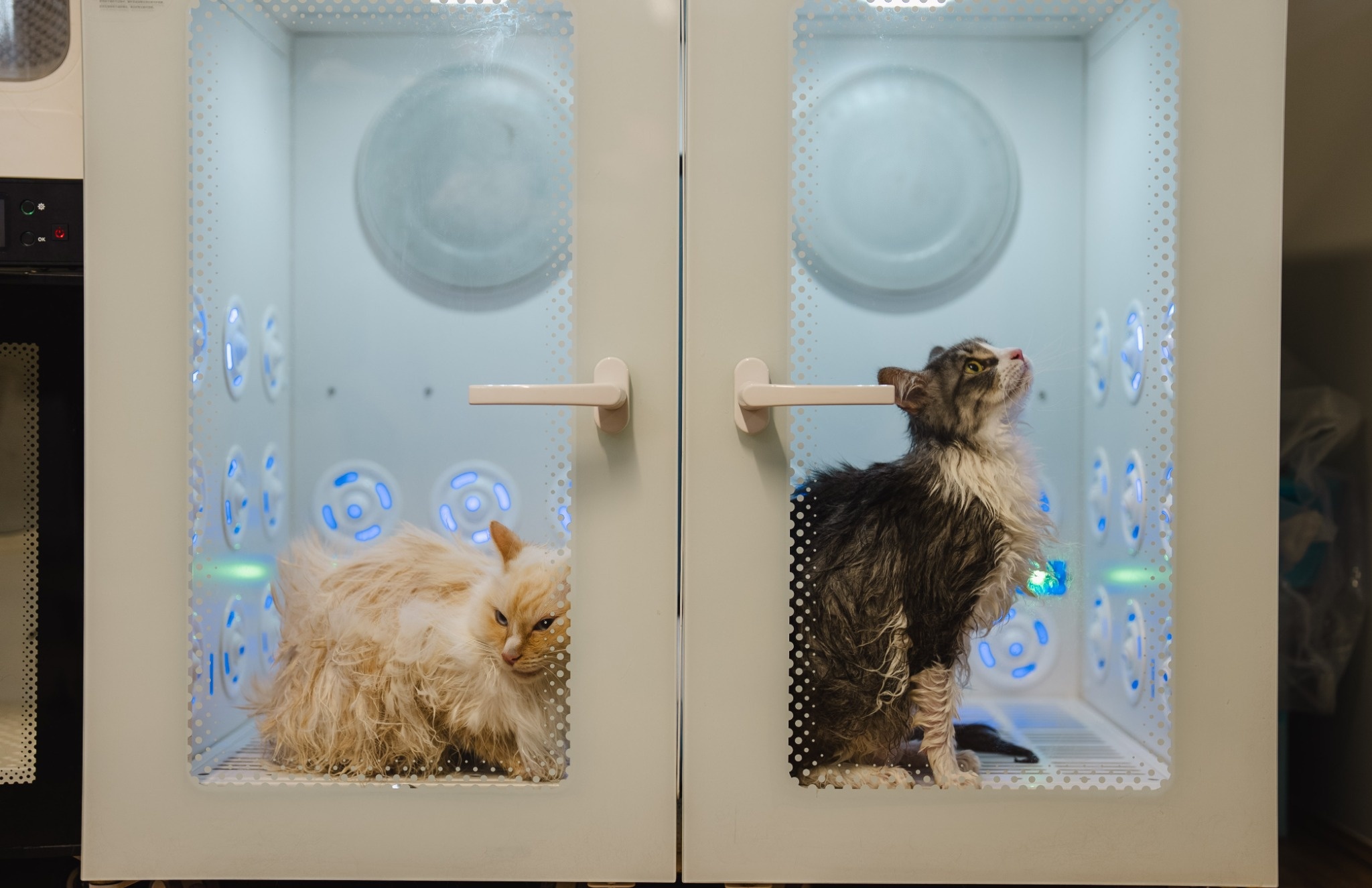 Two freshly washed cats drying comfortably in ventilated grooming cabinets