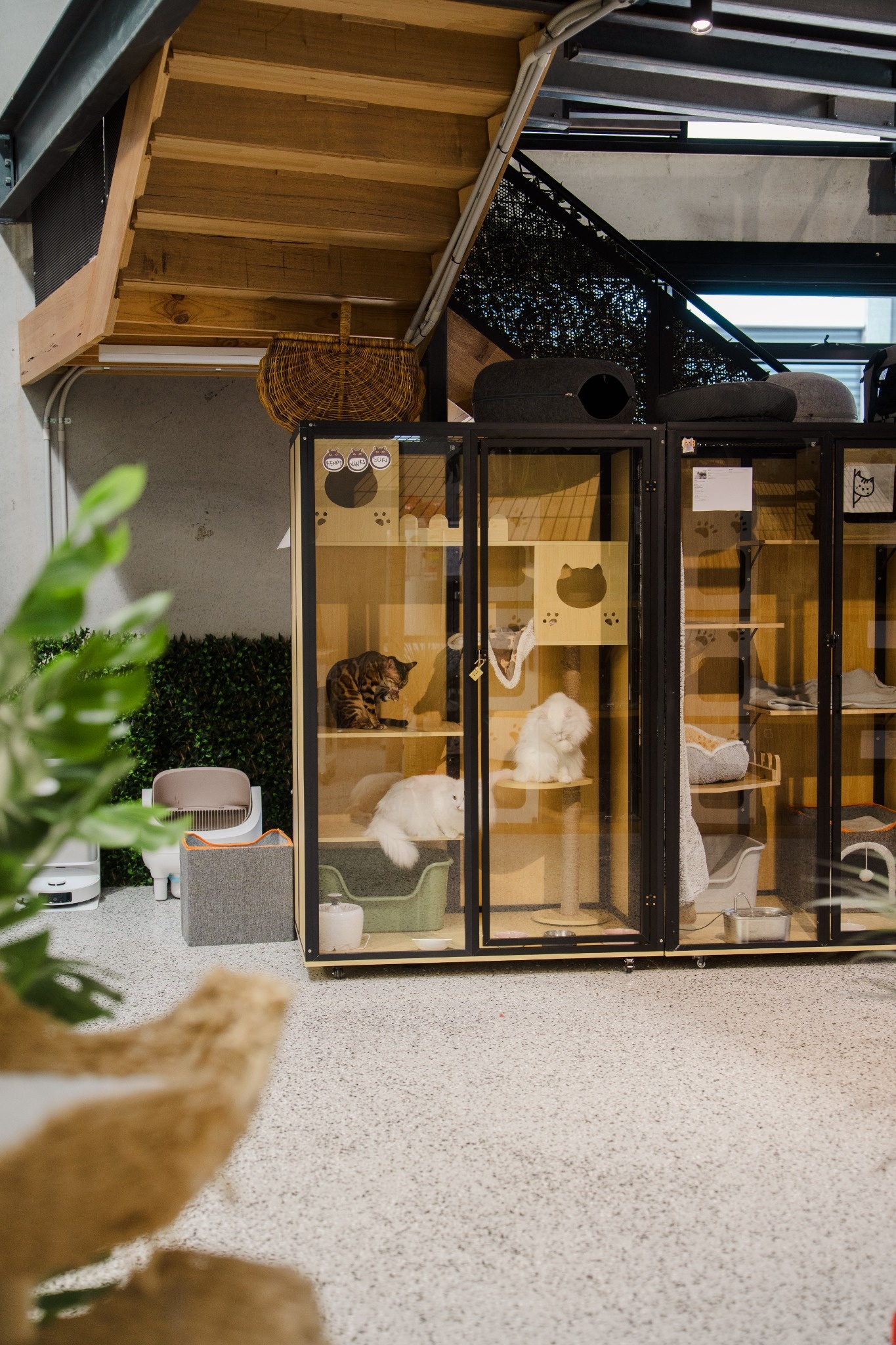 Tall glass-fronted penthouse rooms with cats resting inside at XMMO Cat Hotel & Spa