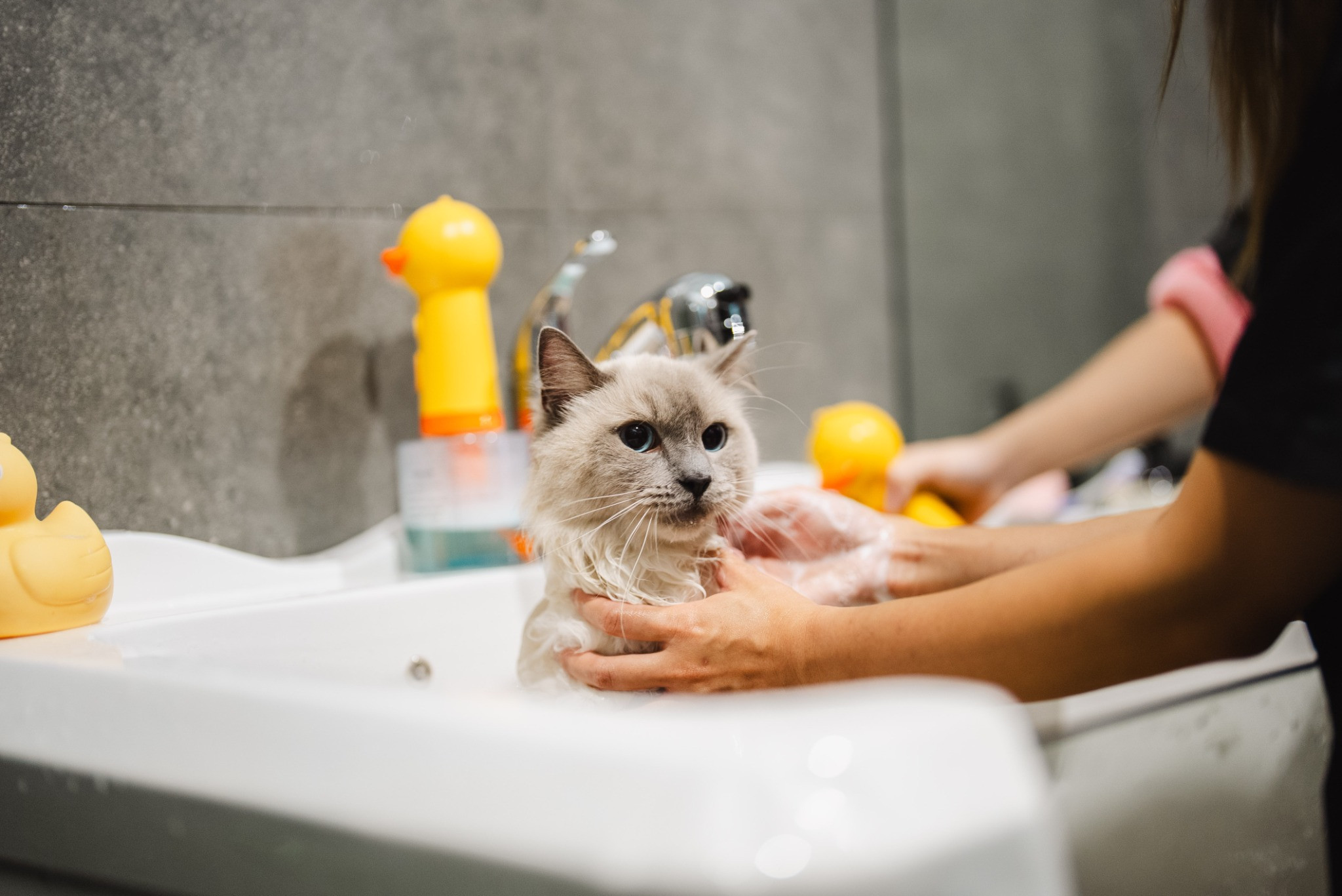 Two freshly washed cats drying in ventilated grooming cabinets
