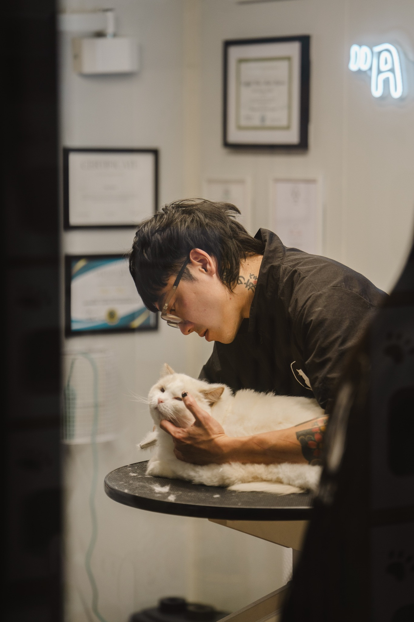 Ben Kim, XMMO’s founder and master groomer, finishing a groom on a white cat