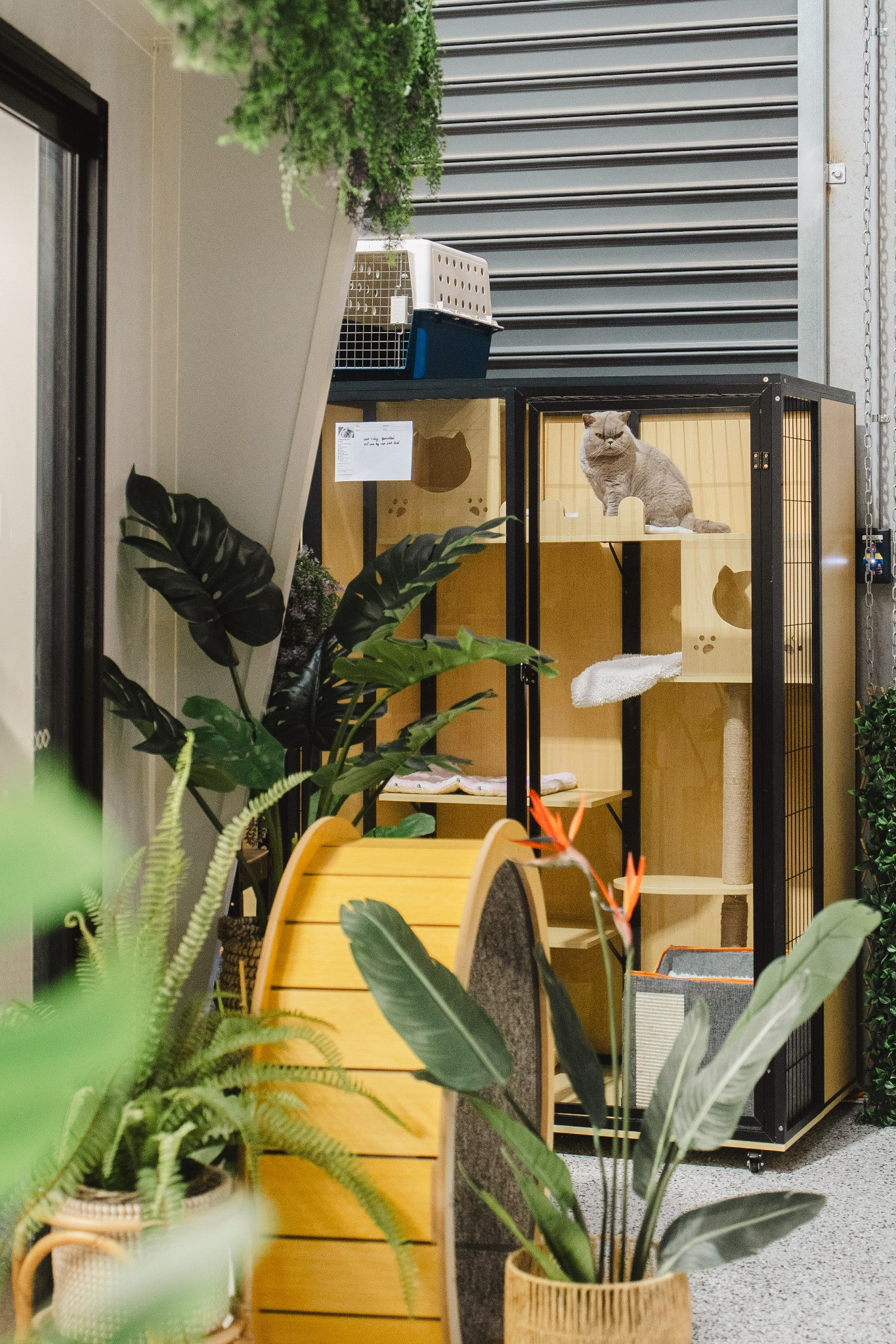 Cat condo interiors with soft bedding, visible through glass fronts