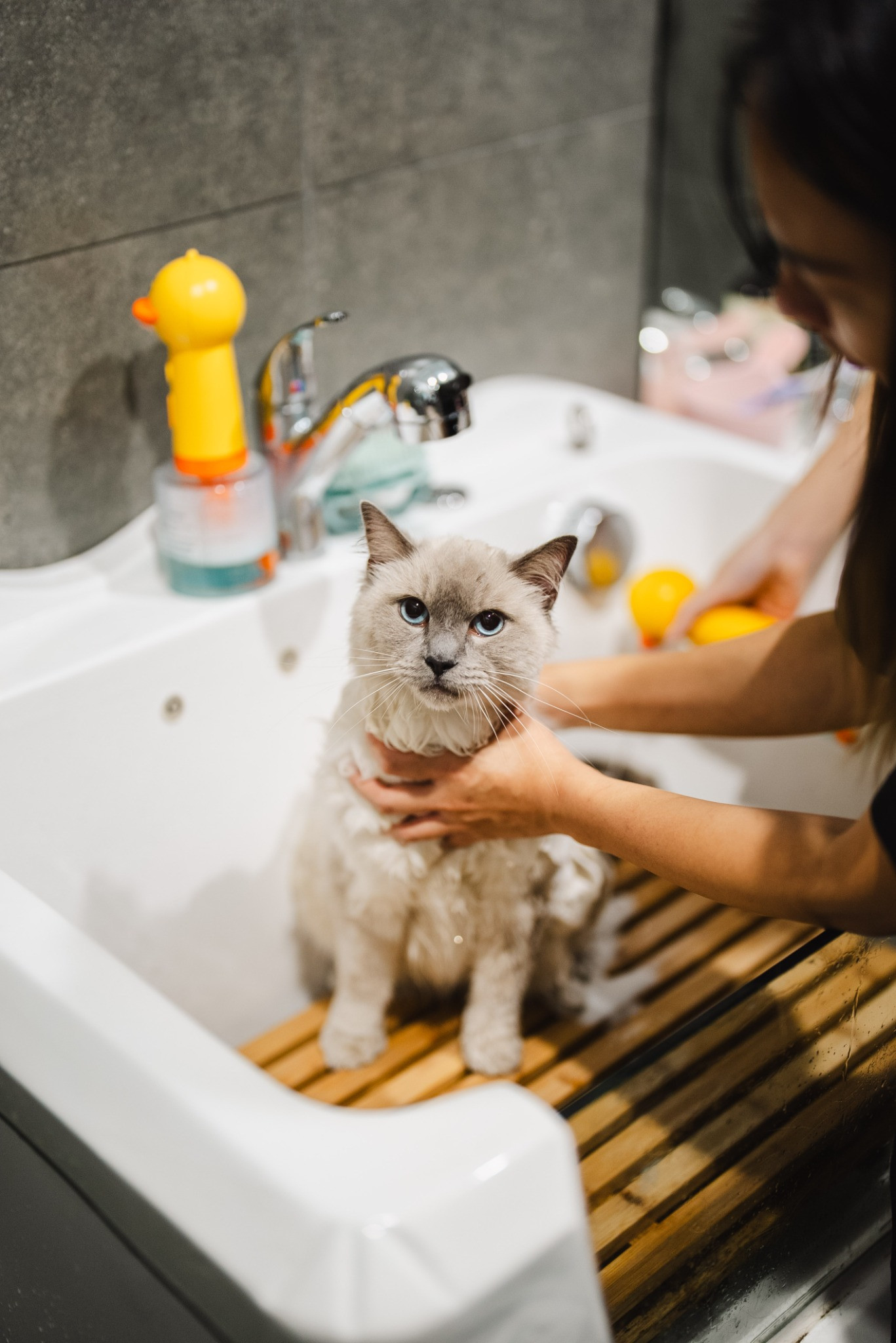 Wide shot of Ben Kim grooming a cat in the XMMO salon, with competition ribbons on the wall