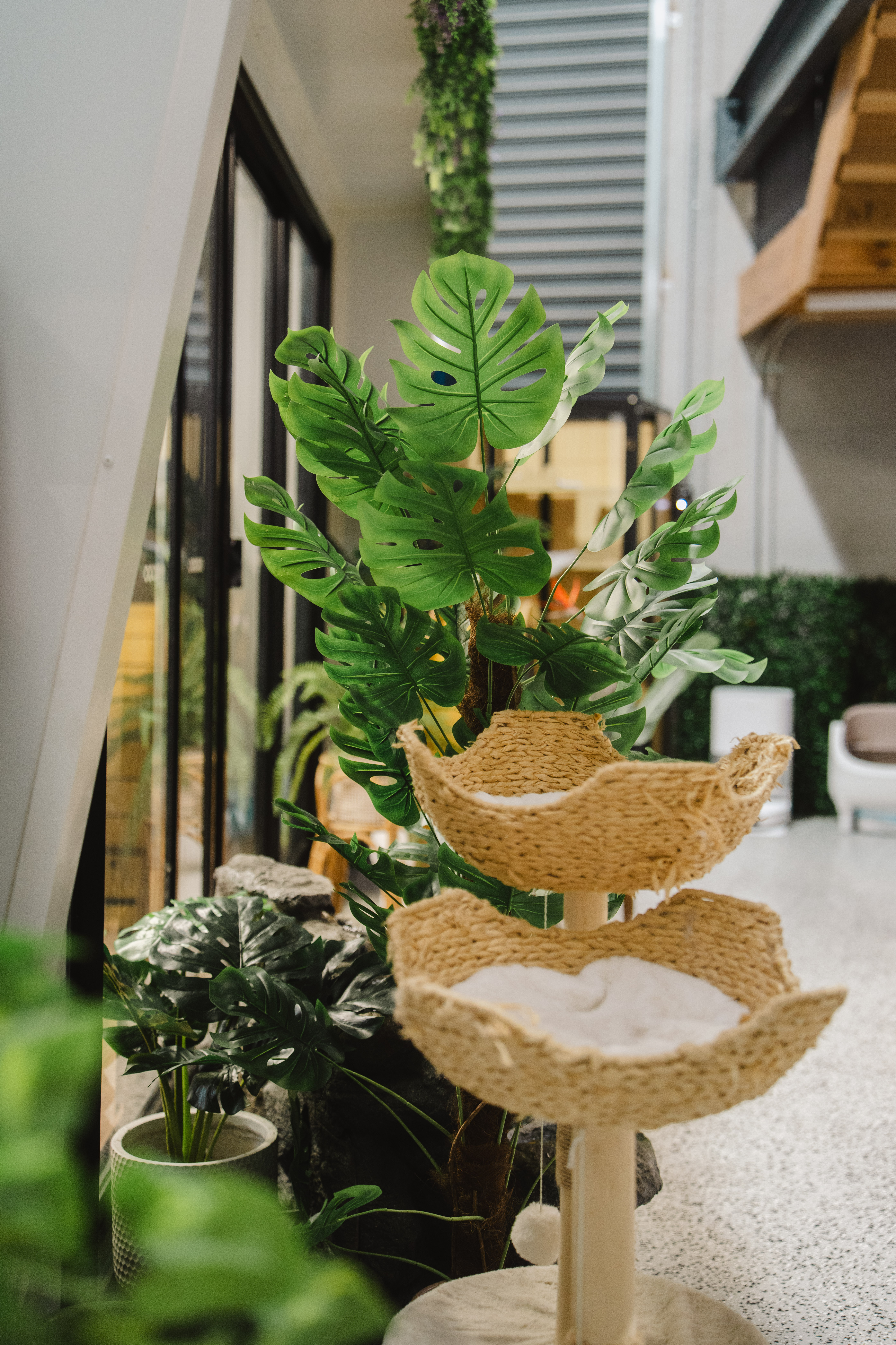 Rattan cat hammock among monstera and palm plants inside the XMMO facility