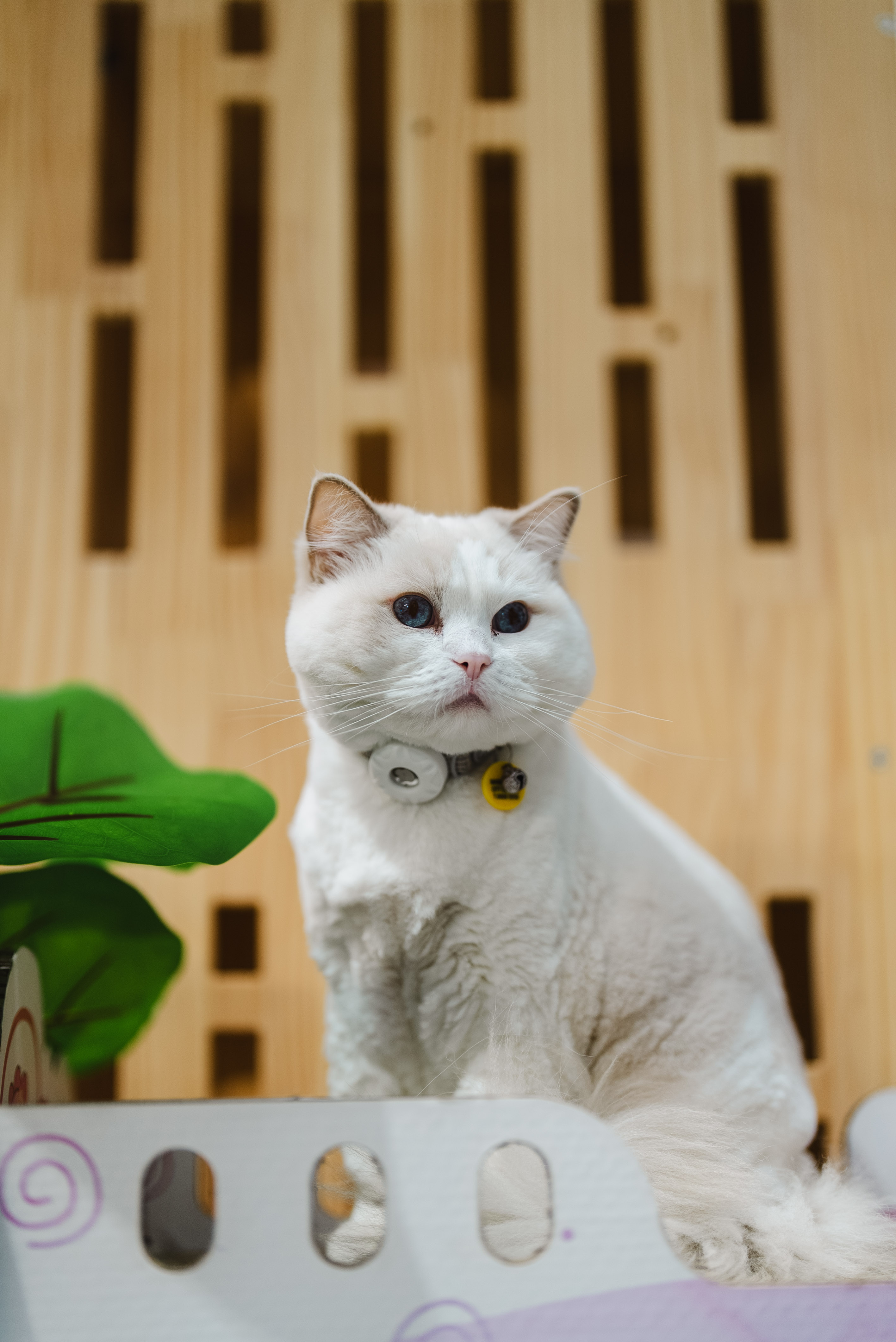 A white cat wearing a tracker collar inside the cat-only facility