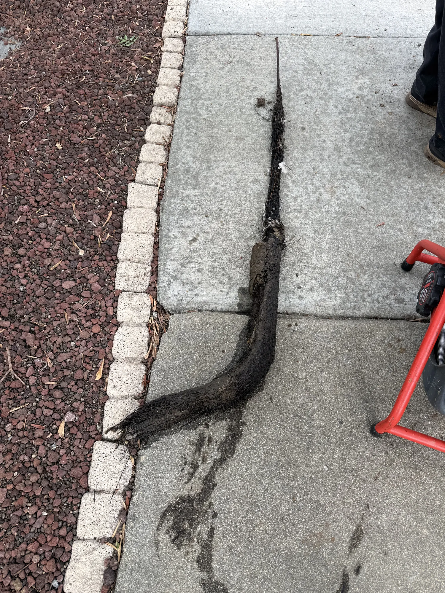 Long mass of tree roots pulled from a clogged main sewer line