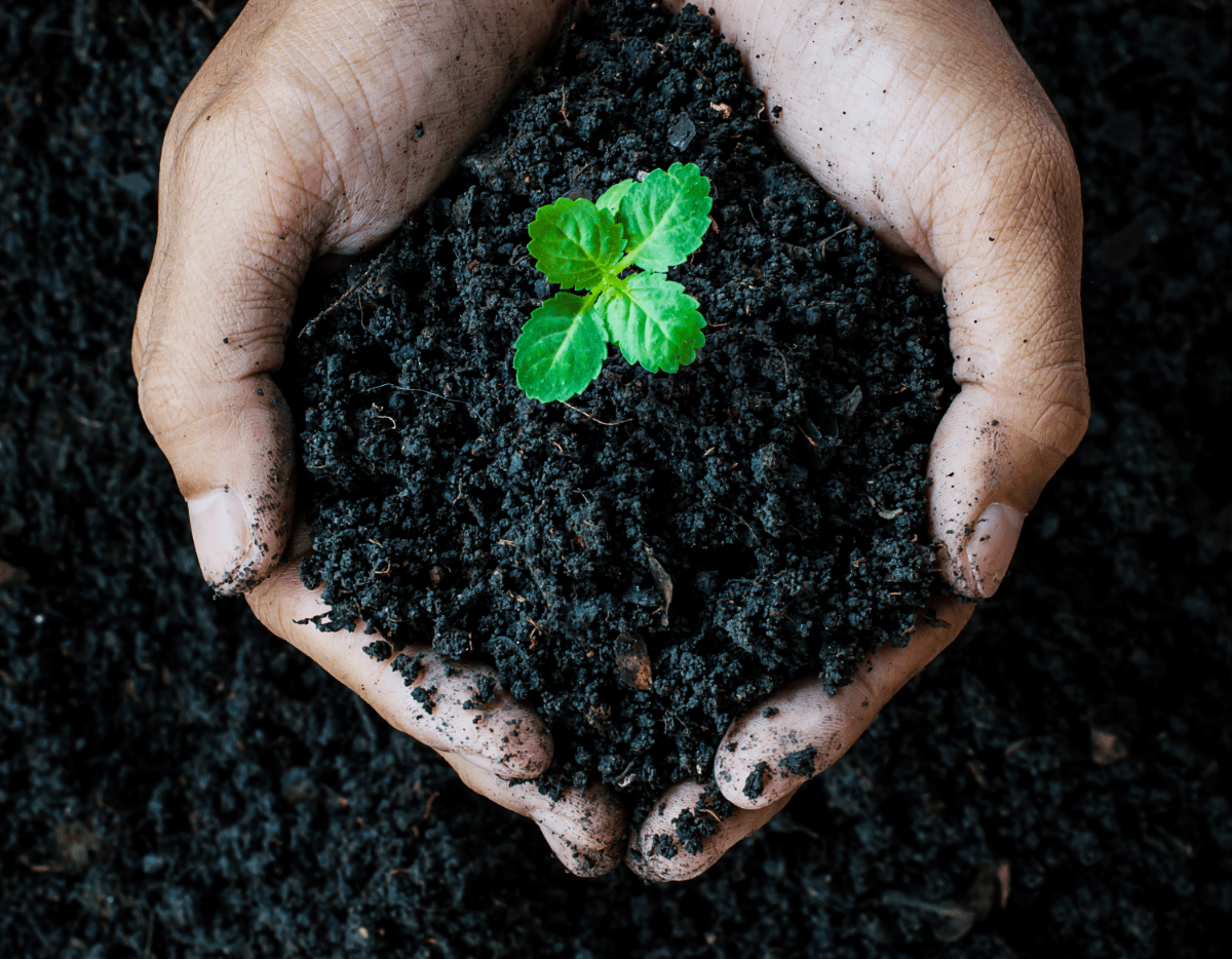 Nutrients in the Soil