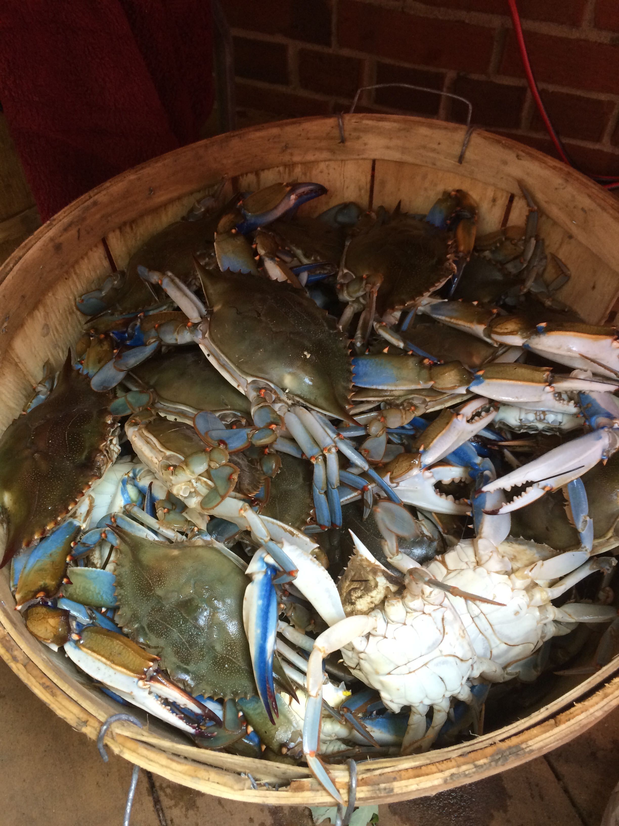 A pile of blue crabs