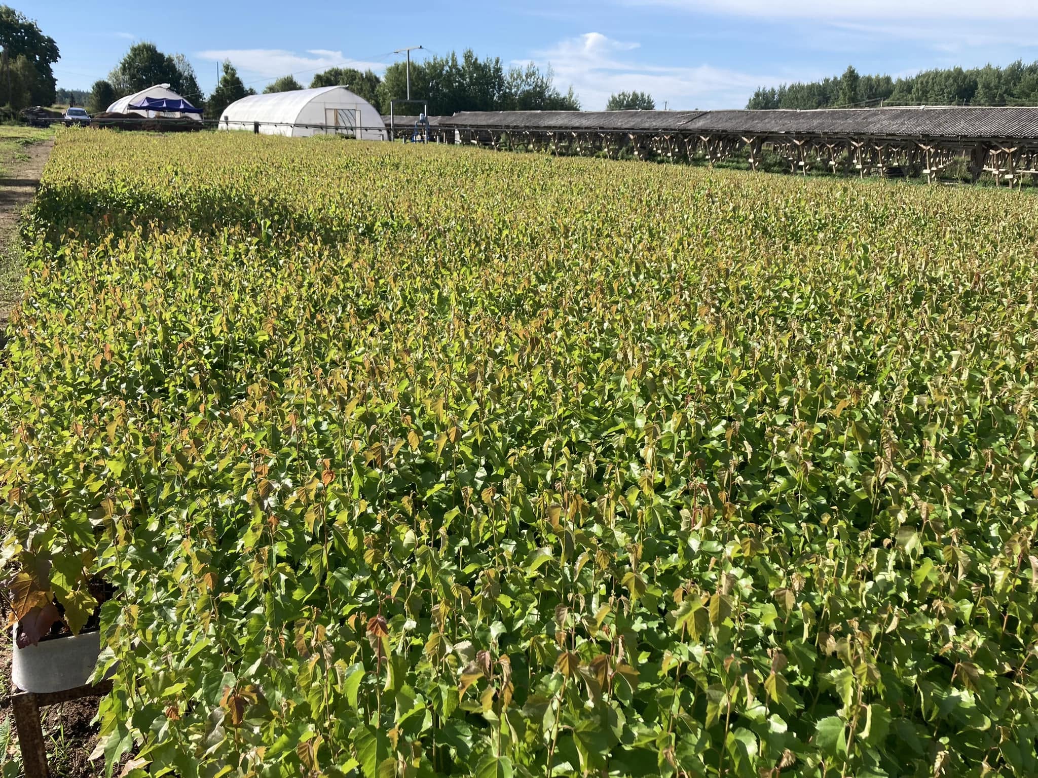 Liels dārzs ar daudzām zaļām, jaunu kociņu stādām rindās saulainā dienā ar skaidru zilu debesi fonā, tuvumā redzamas baltas siltumnīcas un koki.