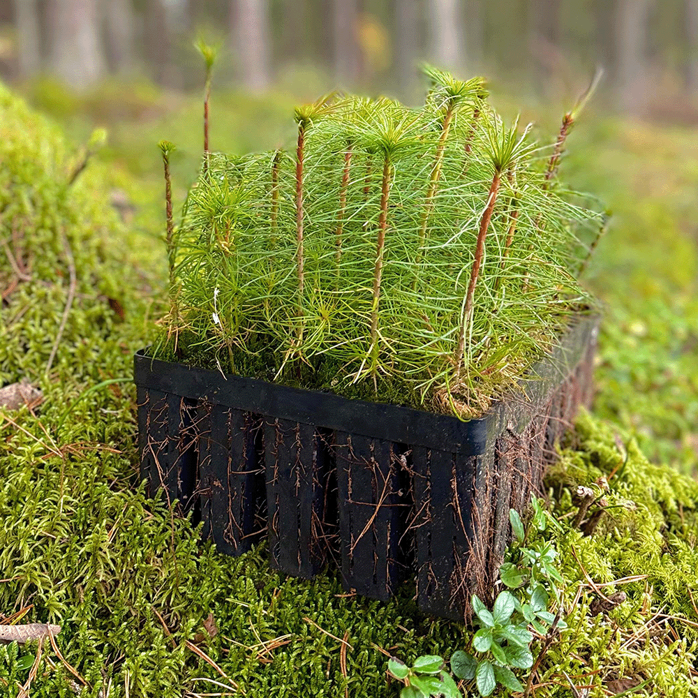 Mazs stādījums melnā plastmasas podā ar slaidām, zaļām jauniem skujkoku zariem uz zaļām sūnām dabiski apstākļos.