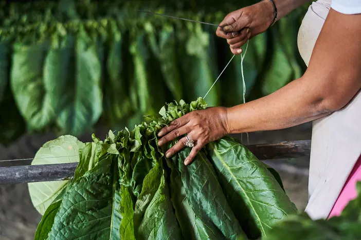 Person stringing large green leaves together by hand, tying them with a thread over a horizontal wooden stick.