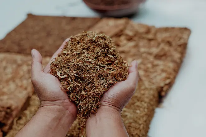 Two cupped hands holding a mound of dried, shredded brown leaves or tobacco, with more dried leaves spread out flat on a surface in the background.