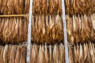 Rows of brown tobacco leaves hanging to dry on wooden poles inside a drying barn.