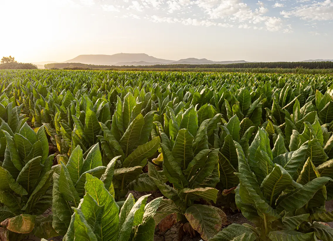 A vast field of lush green tobacco plants under a partly cloudy sky with distant mountains on the horizon at sunrise or sunset.