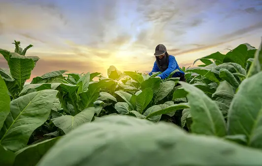 Person wearing a cap and blue shirt harvesting or inspecting large green leaves in a field at sunset with a partly cloudy sky.