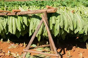 Large green tobacco leaves hanging to dry on a wooden drying rack in an outdoor field with red soil and green plants in the background.
