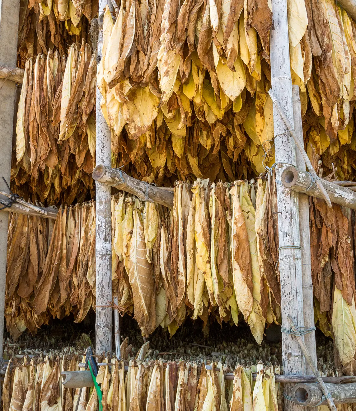 Rows of yellow and brown tobacco leaves hanging to dry on wooden racks.