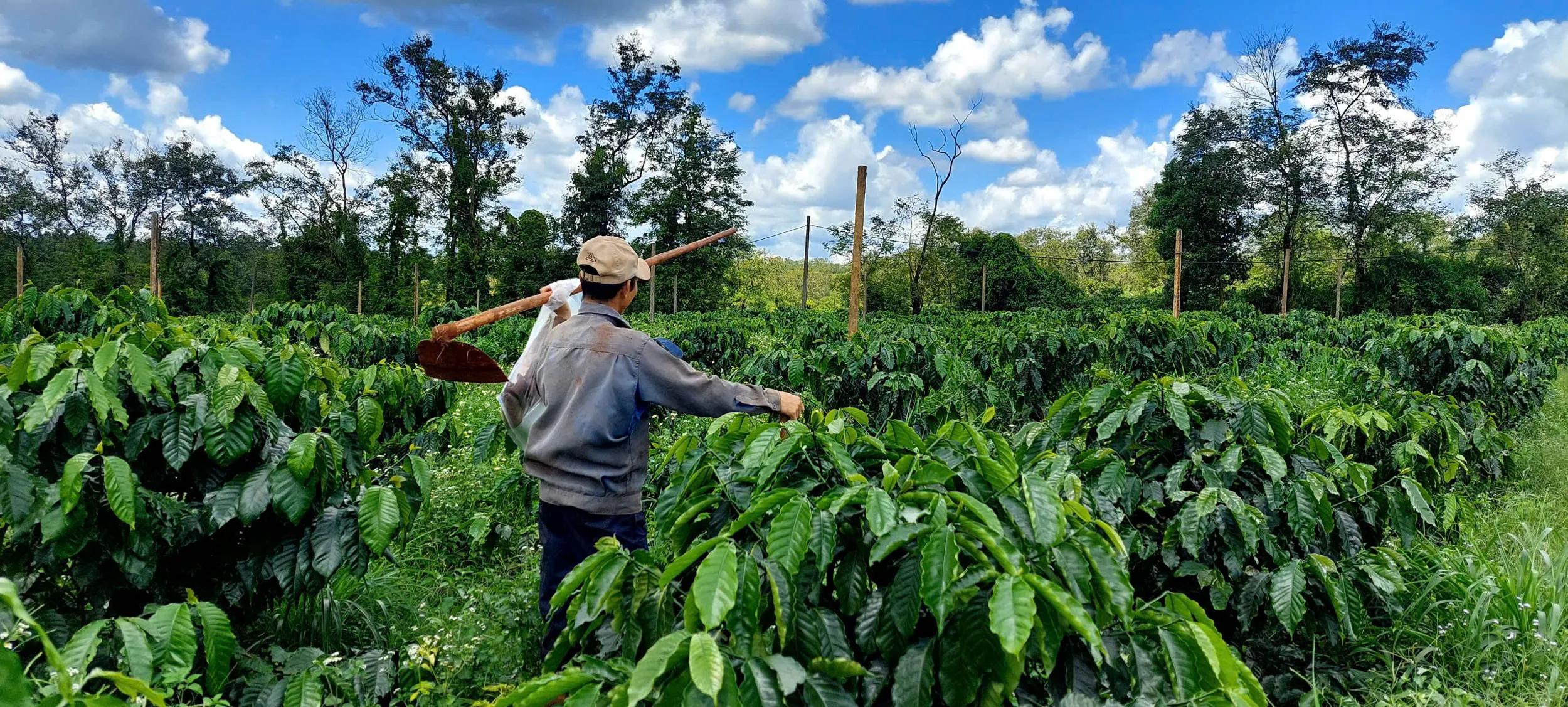 Field photograph at the Pleiku research site, Gia Lai Province, Central Highlands, Vietnam