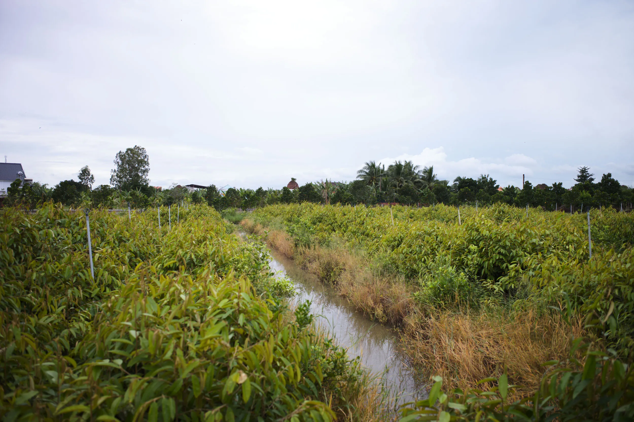 Field photograph at the Mang Thit research site, Vinh Long Province, Mekong Delta, Vietnam