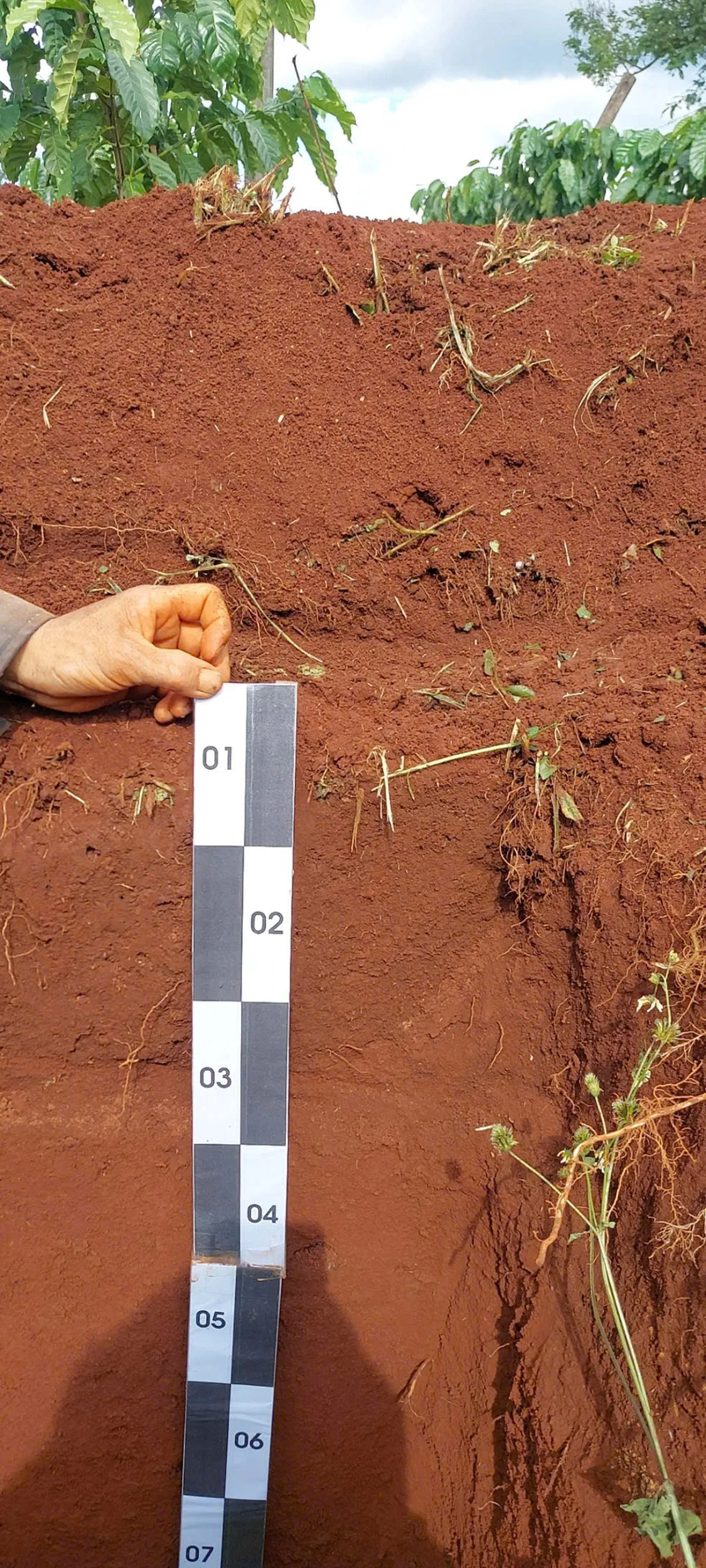 Field documentation at the Pleiku research site, Gia Lai Province