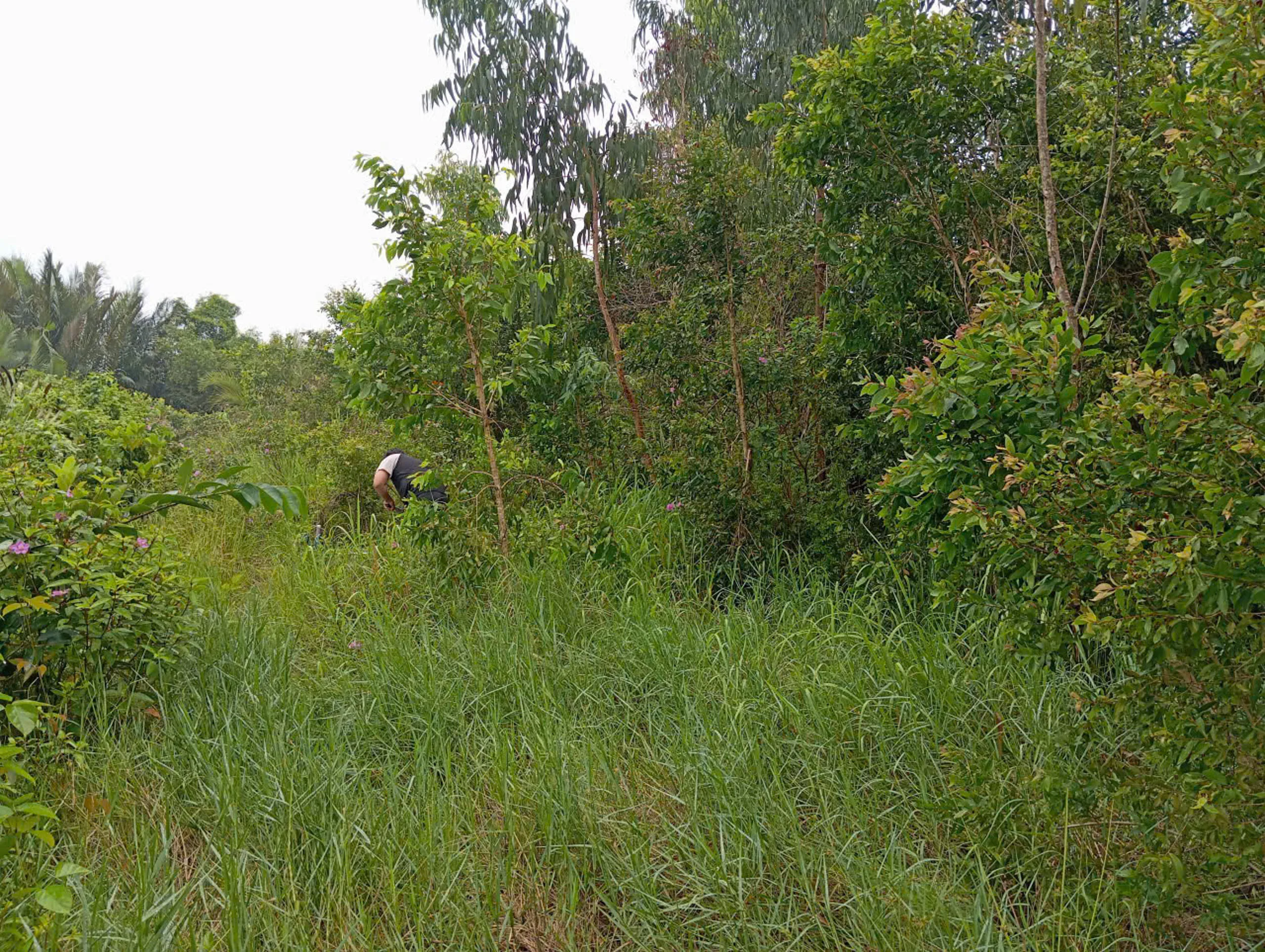 Site photograph at the Nhon Trach research location, southern Vietnam